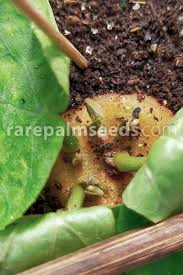 Image result for Dorstenia barnimiana