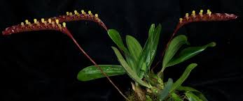 Image result for Bulbophyllum falcatum