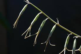 Image result for Dipcadi marlothii