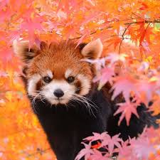 Oh C 39 Est Mignon Oh Ist S C39est Ist Mignon Suss Cute Animals Baby Animals Baby Animals Funny
