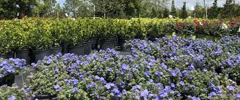 Maybe you would like to learn more about one of these? Plant Tree Nursery Orlando Fl Area Royal Landscape Nursery