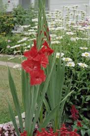 Maybe you would like to learn more about one of these? Pin On A Gardeners Life For Me