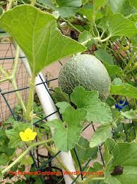 Build easy cucumber trellis, bean teepee, beautiful vine pergola, plant. Pin On Gardening Up Climbing And Or Overhead