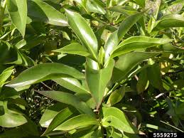 Image result for Myoporum laetum