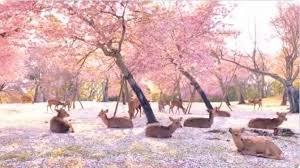Taman sakura aeon mall bsd di tangerang ini sangat bagus sebagai lokasi latar belakang foto. Sepi Pengunjung Saat Pandemi Indahnya Bunga Sakura Di Taman Nara Jepang