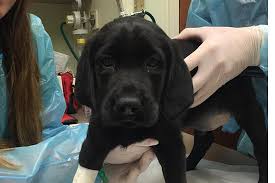 Click the adopt button at the top and then check out pets available for adoption from dogs to cats to horses. Up For Adoption Nj Pet Store S Puppies Found In Near Freezing Van Photos