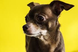 Check spelling or type a new query. All About The Chihuahua Dog Cost Pricing Breeders Rescues And More