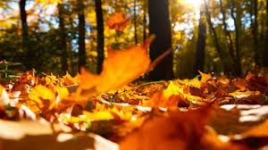 Autumn Falling Leaves Ground Autumn Fall Home Decor Sincere Home Decor Decorators Rugs Tuscan Stores Decorating Blogs Fetco Fleur De Lis Decoration Ideas Wallpaper 2560x1440 1209781 Wallpaperup