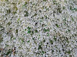 When an area of ground has been damaged, or its nutrients have been used up, and it is a problematic growing area the plating of a shrub can help bring the city back to life as a growing region of a yard. 10 Great Shrubs That Bloom With White Flowers
