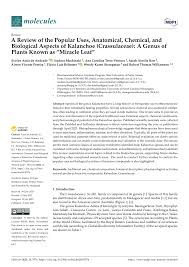 Image result for Kalanchoe hametiorum