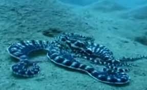 In laughing octopus' case, she. The Incredible Camouflage Skills Of The Mimic Octopus The Kid Should See This