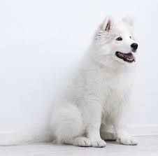 Find and save images from the samojede collection by alexandra (alexandraehs) on we heart it, your everyday app to get lost in what you love. Samojede Hunde