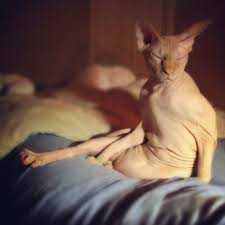 Pin Auf Yoda Jedi My Naked Sphynx Cat