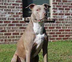 Pros And Cons Of Owning A Blue Fawn Pit Bull Healthy Homemade Dog Treats