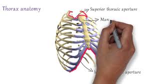 Have you ever seen fossil remains of dinosaur and ancient human bones in textbooks, television, or in person at a museum? Thorax Anatomy Bones Of Thorax Youtube