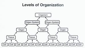 Levels Of Organization Skeletal System By Kyleena Summers