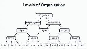 levels of organization skeletal system by kyleena summers