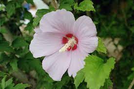 50 White Rose Of Sharon Seeds Etsy In 2021 Growing Hibiscus Hibiscus Plant Rose Of Sharon