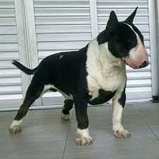 Bull Terrier Bull Terrier Bull Terrier Dog British Bull Terrier