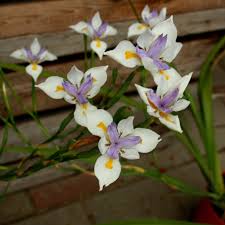 Image result for Dietes grandiflora