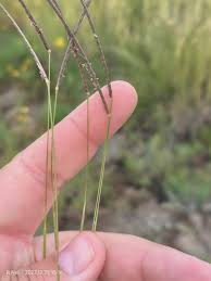 Image result for Microchloa
