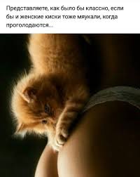 ведь кто если не я будет целовать тебя скачать Pin By Nuzhnyh Lyudmila Viktorovna On Life Is Humor Life Animals