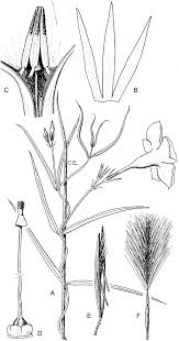 Image result for Landolphia letestui