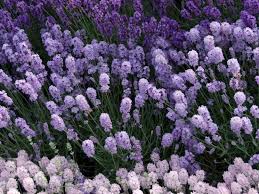 Non teme il gelo e preferisce essere piantata direttamente a terra, con suolo ben drenato. Pianta Sempreverde Piante Da Giardino Caratteristiche Delle Piante Sempreverdi