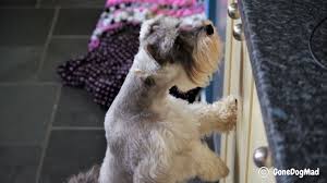 I help you to train your dog(s) or puppies without the use of treats, aversive tools like shock collars, prong collars, force and domination. How To Stop A Dog From Chewing Everything In Your Home