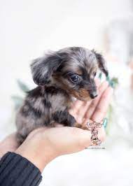 He may be a baby now, but isn't lacking when it comes to personality! Miniature Mini Dachshund Puppies For Sale By Teacups Puppies Boutique Teacup Puppies Boutique