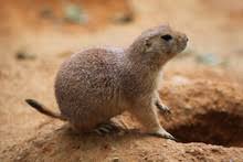 Image result for Cynomys ludovicianus obrázek