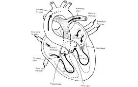 Download and print out this heart shaped lock coloring page. Anatomical Heart Coloring Page Adult Coloring Page Of A Heart Coloring Home