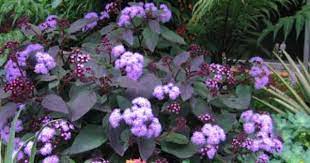 Annie S Annuals Wish List Shade Plants Full Shade Plants Plants