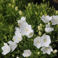 Campanula Carpatica F Alba Weisse Clips Bellflower Campanula Flower Seeds Flowers