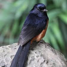 The orchard oriole (icterus spurious) is the smallest oriole found in north america and has the darkest orange coloration with a deep burnt orange hue. Common White Rumped Shama