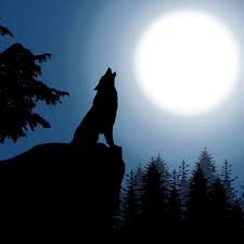 The alpha & his mate lead the pack. Der Tisch Fur Den Wolf Ist Gedeckt Ellwangen