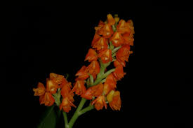 Image result for Polystachya fallax