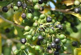 Image result for Pavetta sp. I