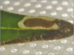 Image result for Mompha miscella