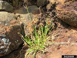Image result for Cyperus ajax