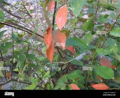 Image result for Clutia pulchella