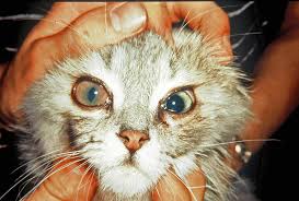 The uvea is the dark tissue at the front of the eye that contains the blood vessels. The Red Eye Clinician S Brief