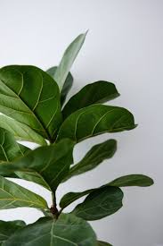 Image result for Ficus