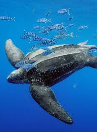 I Spied This Massive Leatherback Turtle And His Pilotfish Entourage Ancient Mariners Whose Lineage Is Older Than The Di Leatherback Turtle Leatherback Turtle