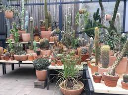 The new cactus band soon disbanded. L A S Cactus Store Opens A New York Greenhouse Surface