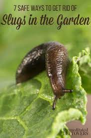 The salt solution will dehydrate the slugs within hours. 7 Safe Ways To Get Rid Of Slugs In Your Garden Slugs In Garden Get Rid Of Slugs Garden Pests