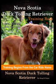 Hi, and a warm welcome from the dutch friends. Nova Scotia Duck Tolling Retriever Training Book By D G This Dog Training Training Begins From The Car Ride Home Nova Scotia Duck Tolling Retriever Amazon Co Uk Naiyn Doug K 9798691597787 Books