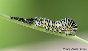 Black And Yellow Striped Caterpillar Michigan Black Swallowtail Caterpillar With Shed Exoskeleton Plants That Attract Butterflies Swallowtail Butterfly Swallowtail