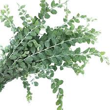 Image result for Acacia