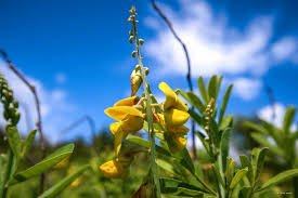 Image result for Crotalaria retusa